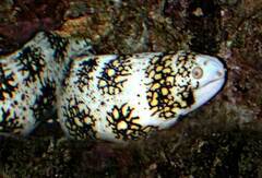 Starry Moray photo 4