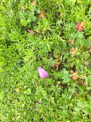Gentianella cerastioides