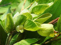Flemingia strobilifera
