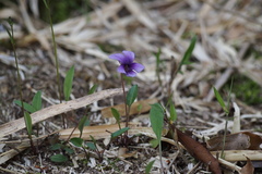 Viola mandshurica