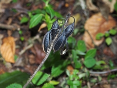 Calanthe calanthoides