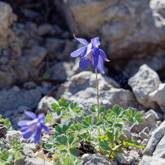 Aquilegia kitaibelii, photograph (c) Thierry Arbault, some rights reserved (CC BY)
