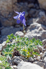 Aquilegia kitaibelii, photograph (c) Thierry Arbault, some rights reserved (CC BY)