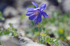 Aquilegia kitaibelii, photograph (c) Thierry Arbault, some rights reserved (CC BY)