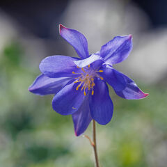 Aquilegia kitaibelii
