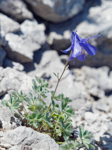 Aquilegia kitaibelii, photograph 2