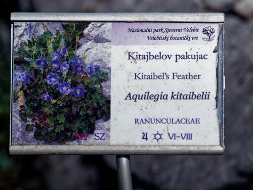 Aquilegia kitaibelii, photograph 3