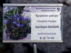 Aquilegia kitaibelii, photograph (c) Thierry Arbault, some rights reserved (CC BY)