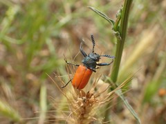 Labidostomis taxicornis