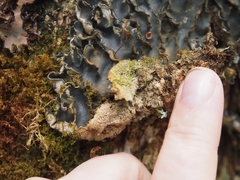 Peltigeraceae