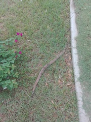Crotalus atrox