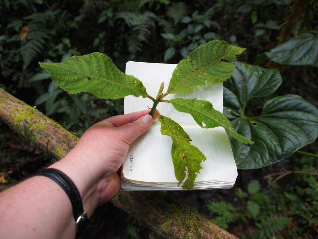 Saurauia pittieri