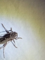 Eburia