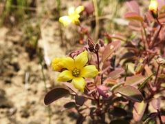 Oxalis frutescens