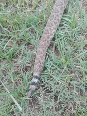 Crotalus atrox