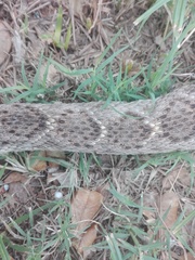 Crotalus atrox