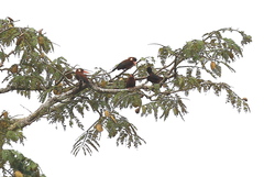 Galbalcyrhynchus leucotis