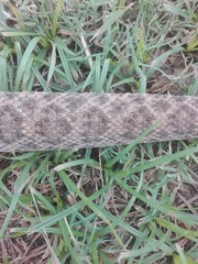 Crotalus atrox