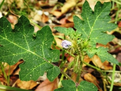 Solanum campechiense