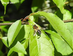 Helophilus eristaloidea