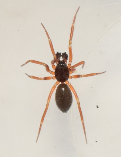 Walckenaeria cucullata