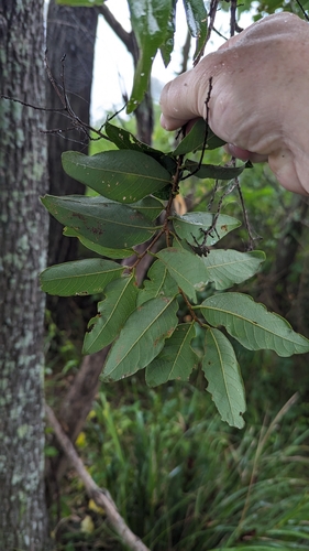 Image of Bridelia leichhardtii by no rights reserved