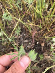 Sidalcea diploscypha