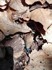 Plestiodon callicephalus