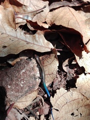 Plestiodon callicephalus