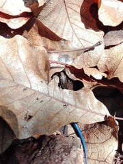 Plestiodon callicephalus