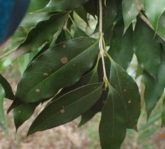 Osmanthus enervius