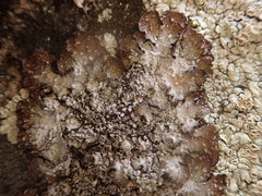 Punctelia stictica