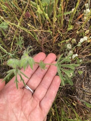Sidalcea diploscypha