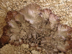 Punctelia stictica