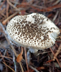 Amanita australis