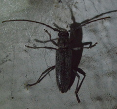 Elaphidion mucronatum