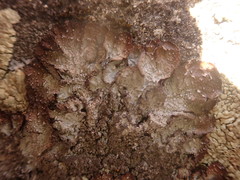 Punctelia stictica