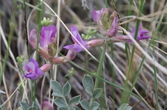 Astragalus missouriensis