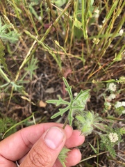 Sidalcea diploscypha
