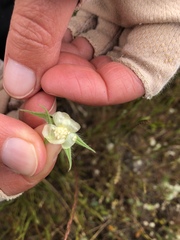 Sidalcea diploscypha