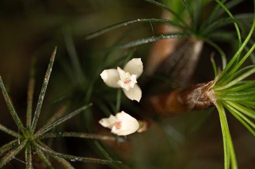 Pityphyllum