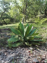 Agave bovicornuta