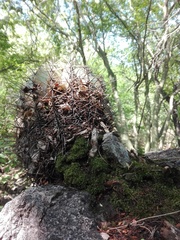 Ferocactus alamosanus