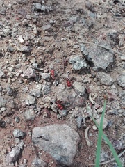 Pogonomyrmex bicolor