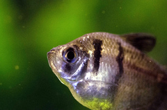 Black Tetra photo 2