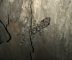 Hemidactylus mabouia