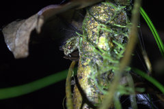 Pristimantis museosus