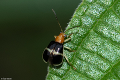Gynandrobrotica
