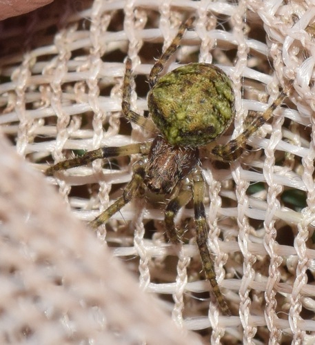 Humped orbweb spider, Kootwijk, Nederland, photo 6 of 10