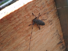 Acanthocinus aedilis